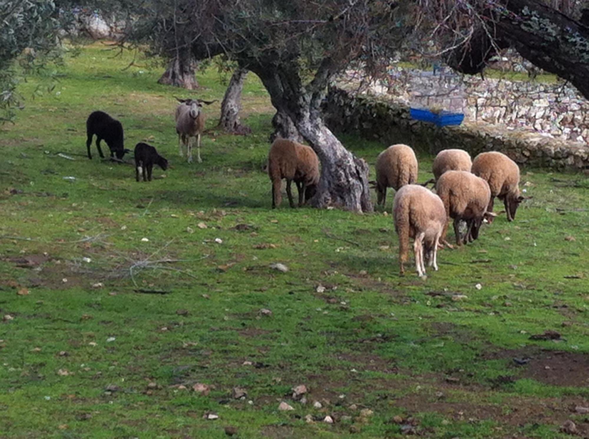 Quinta Das Pias - Holiday Farm Пиньел Экстерьер фото
