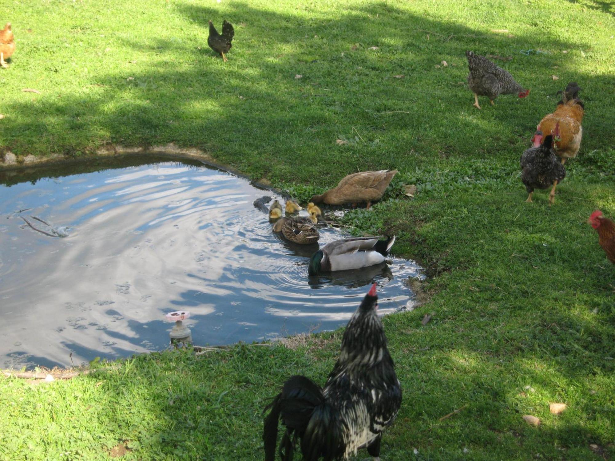 Quinta Das Pias - Holiday Farm Пиньел Экстерьер фото