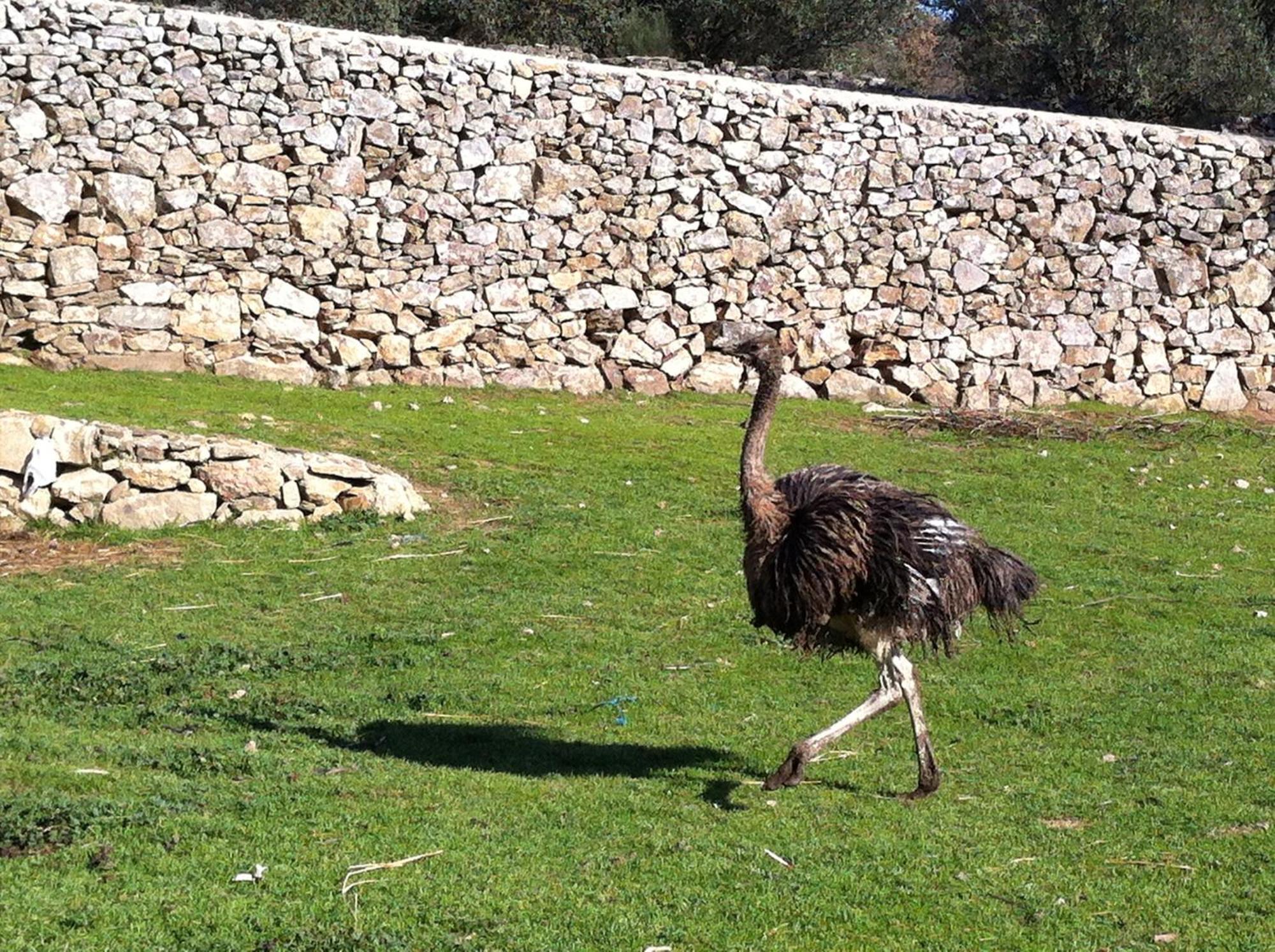 Quinta Das Pias - Holiday Farm Пиньел Экстерьер фото