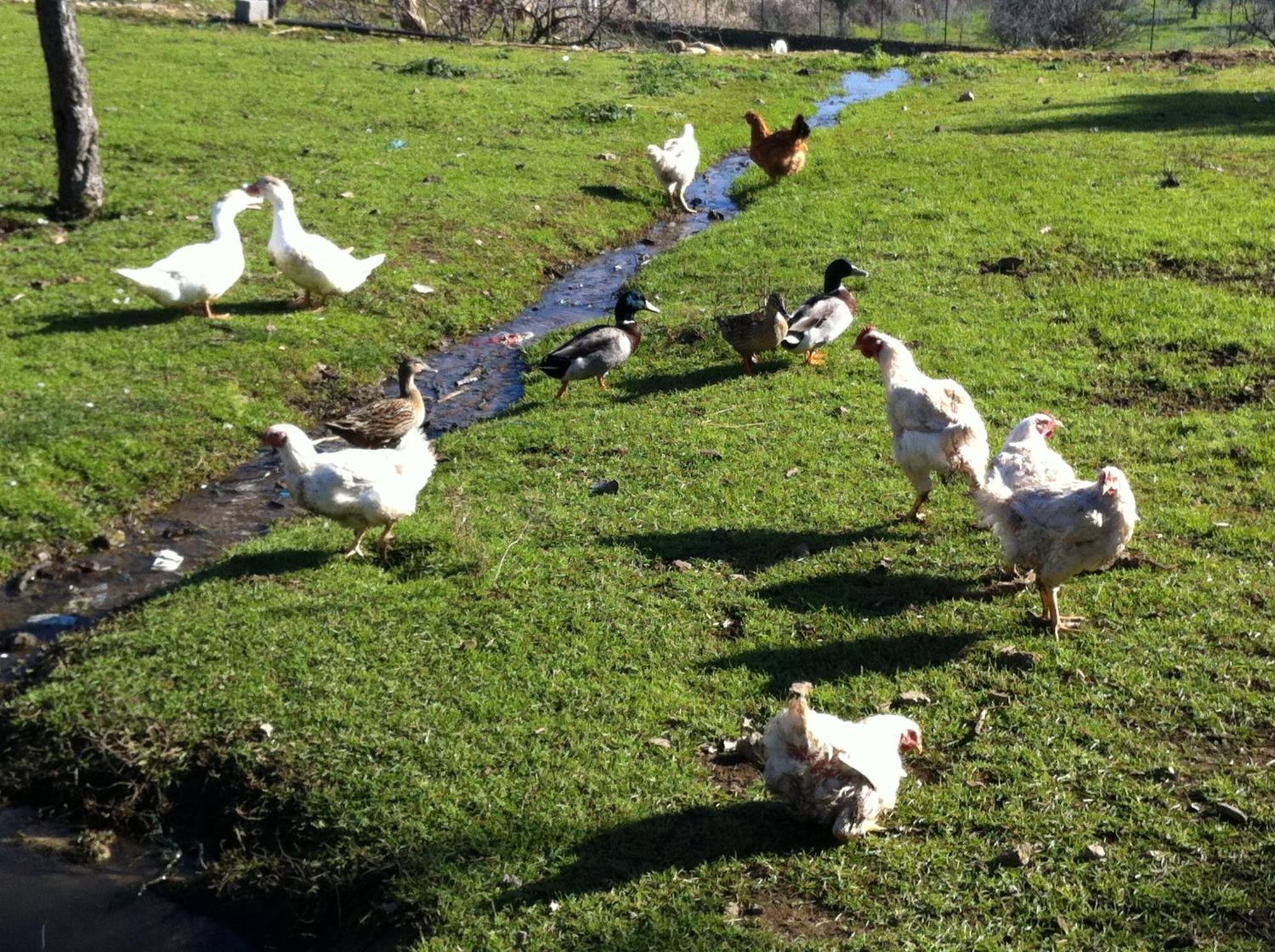 Quinta Das Pias - Holiday Farm Пиньел Экстерьер фото